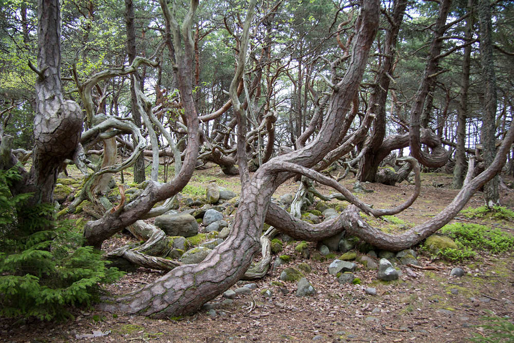 Trollskogen