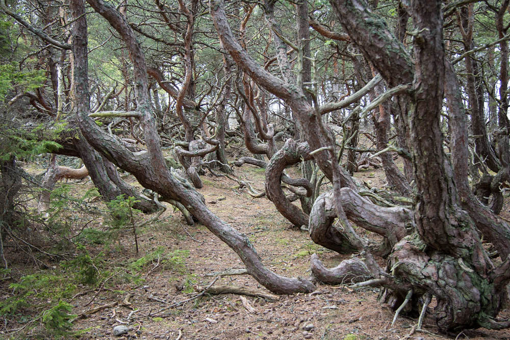 Trollskogen